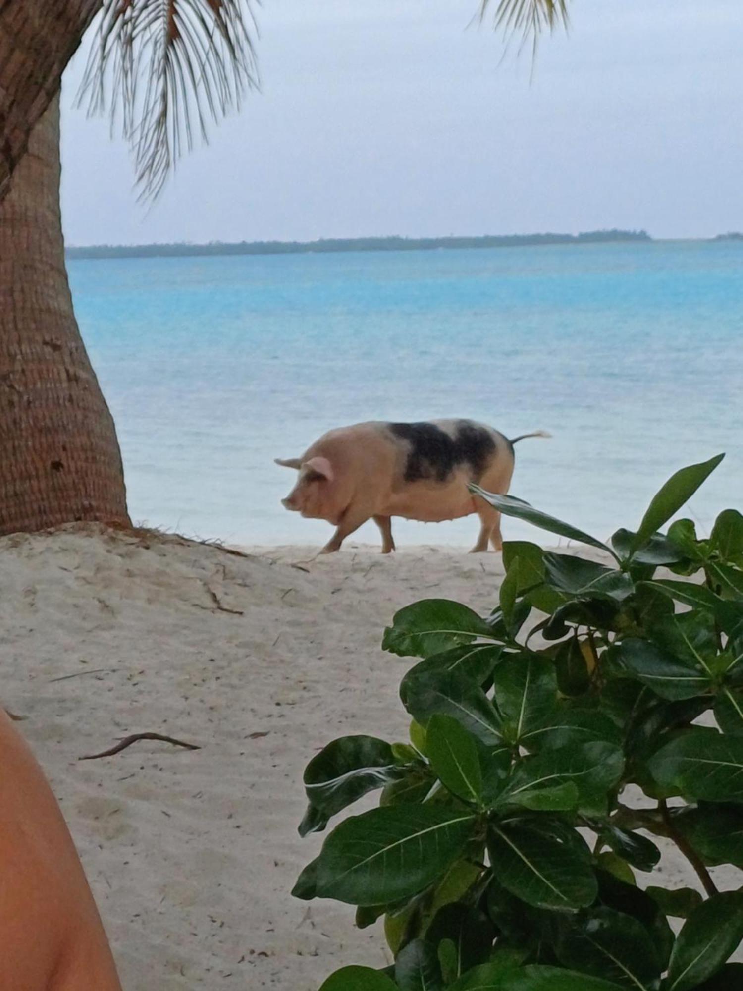 Poemanahere Island Camping A Maupiti Te-Fare-Arii Zewnętrze zdjęcie
